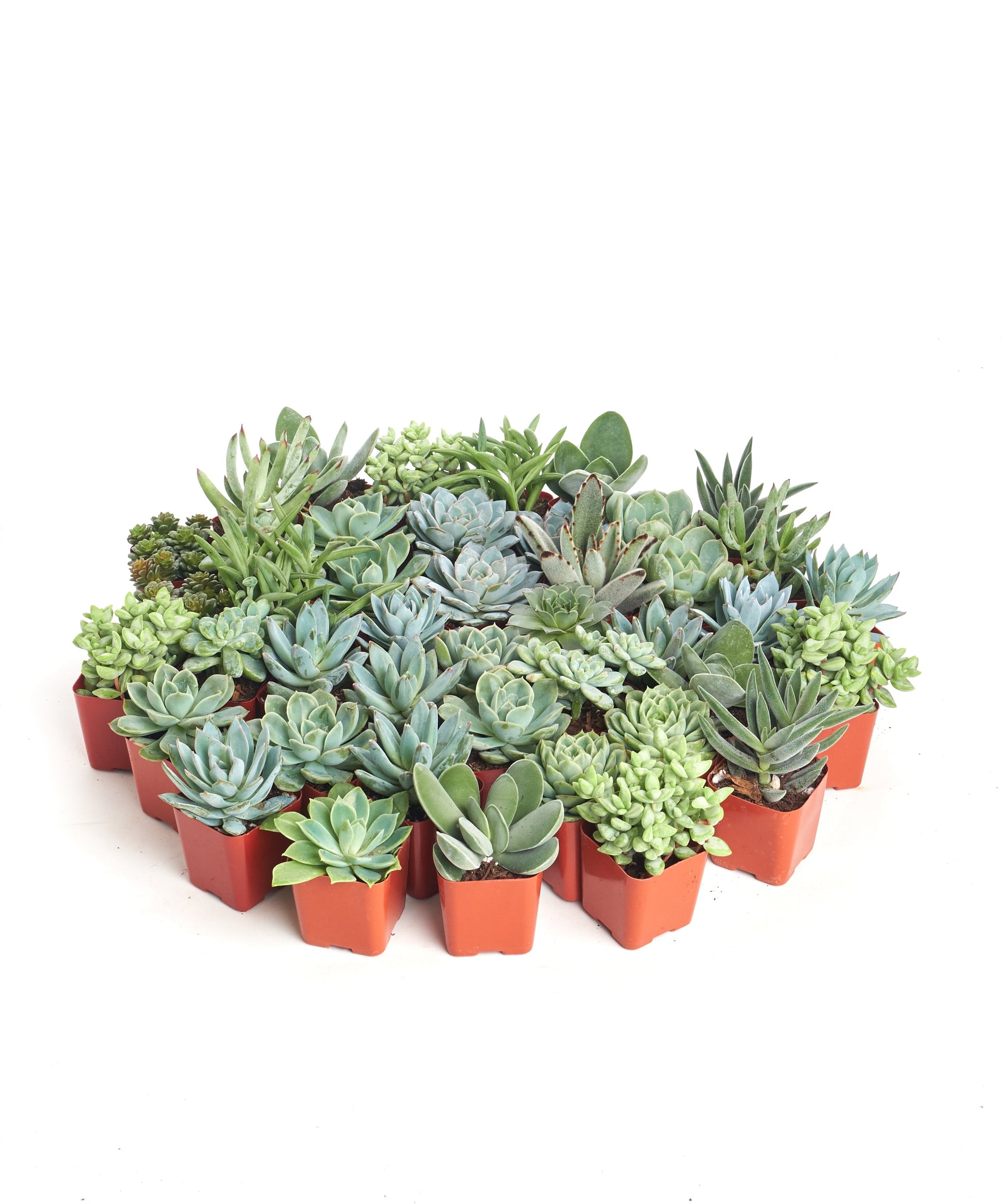 bulk mini succulent plants Blue & Green Mini Succulent Collection – Air Plant Direct