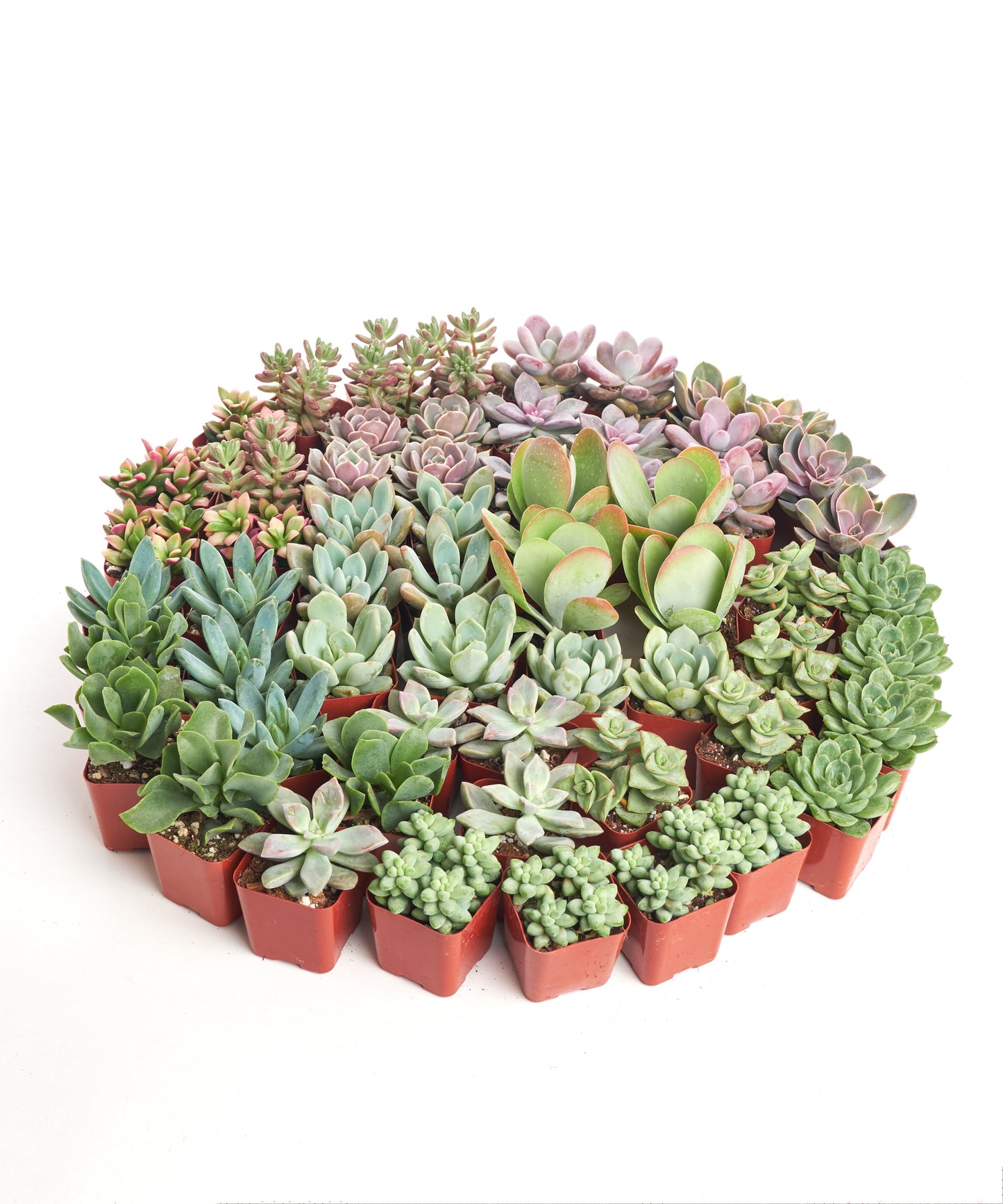 mini succulent plants bulk Pastel Mini Succulent Collection – Air Plant Direct
