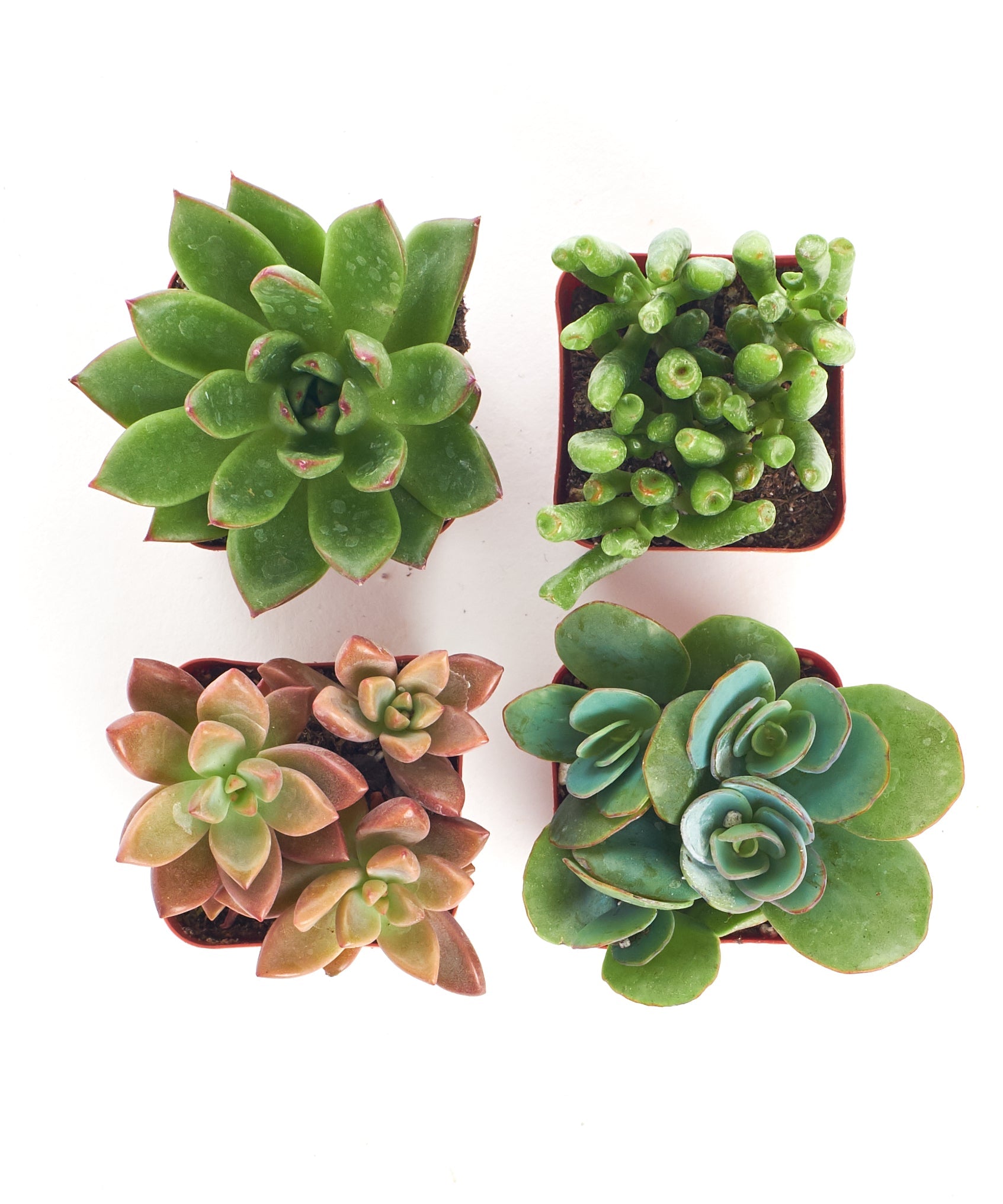 succulents direct Shop Succulents | Assorted Collection of Live Succulent Plants, Hand Selected Variety Pack of Mini Succulents