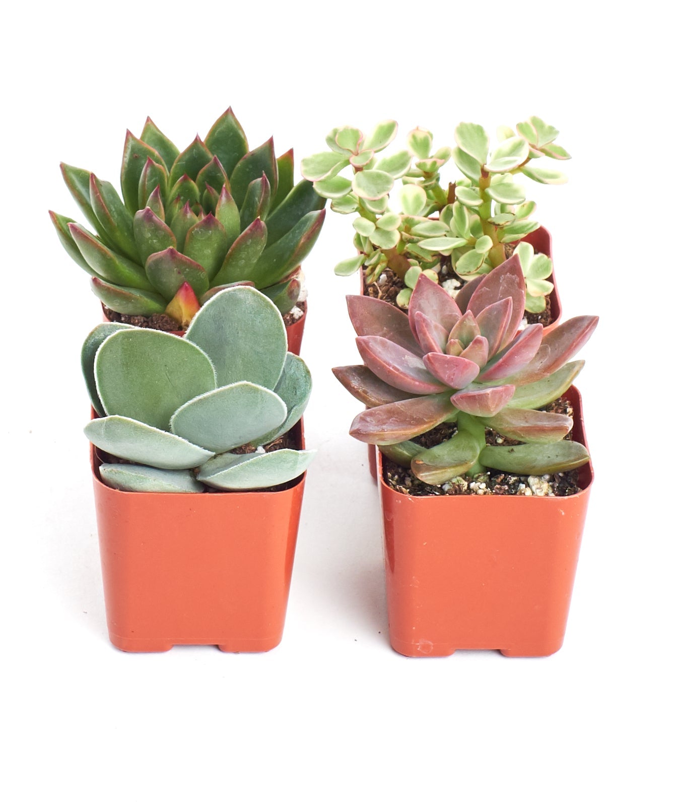 succulents direct Shop Succulents Unique Succulent Plant Pack Collection - Live Mini Succulent Plants, Low Maintenance, Exceptional Colors & Textures