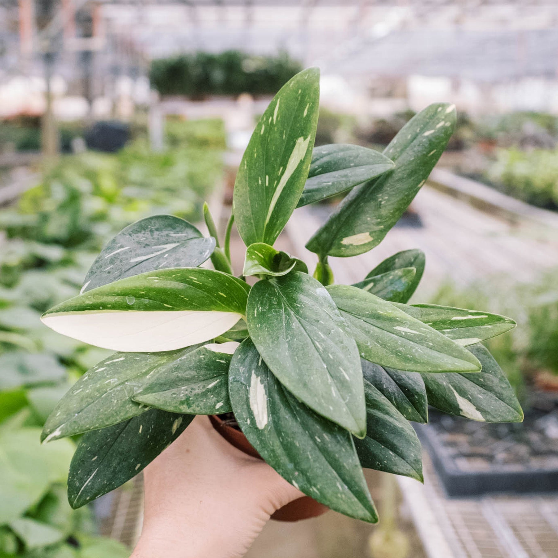 monstera standleyana plant Monstera 'Standeleyana Albo Variegated' – Air Plant Direct