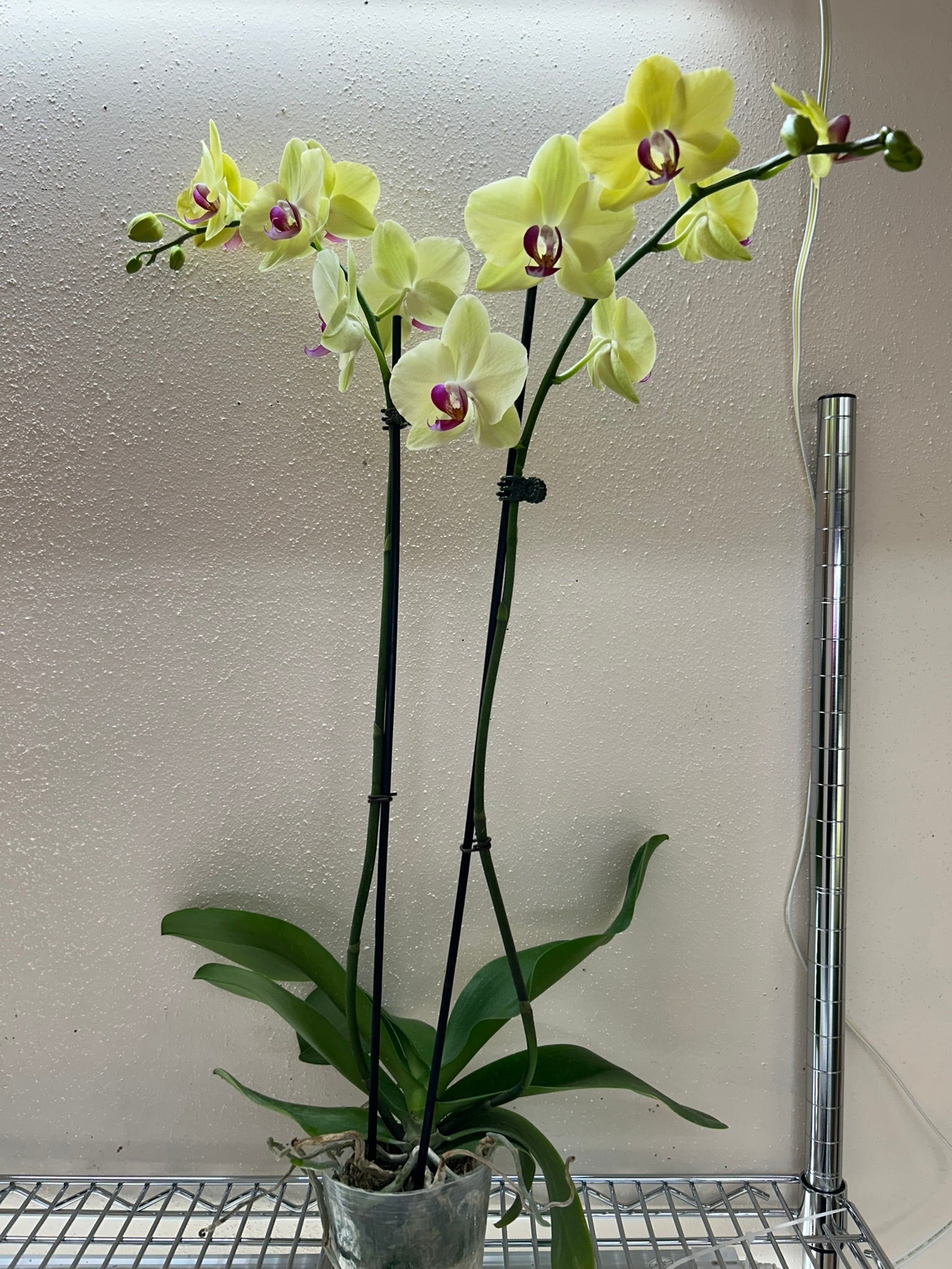 orchid air plant Orchid 'Yellow Phalaenopsis' – Air Plant Direct
