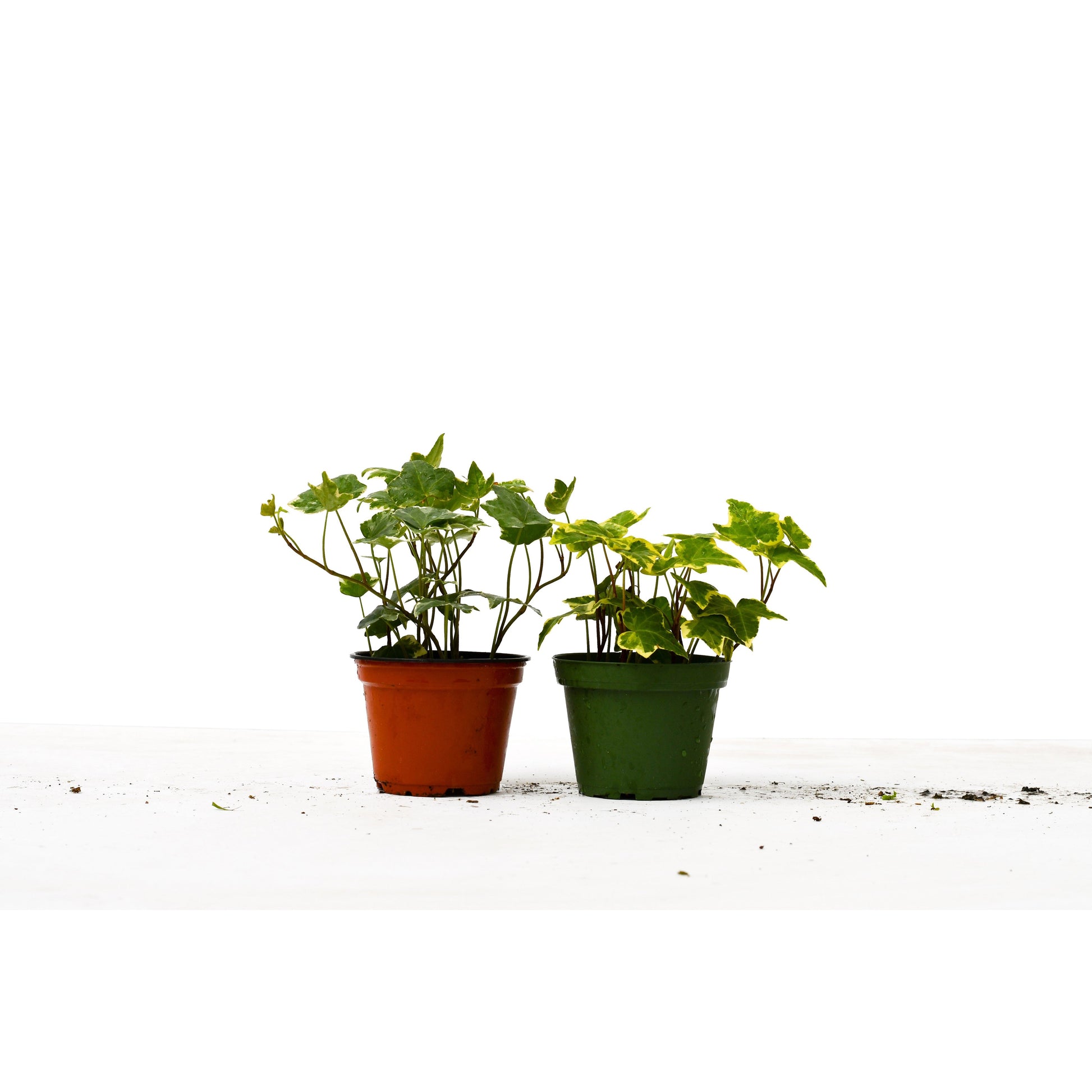 live ivy plants indoor 2 English Ivy Variety Pack - Live House Plant - FREE Care Guide