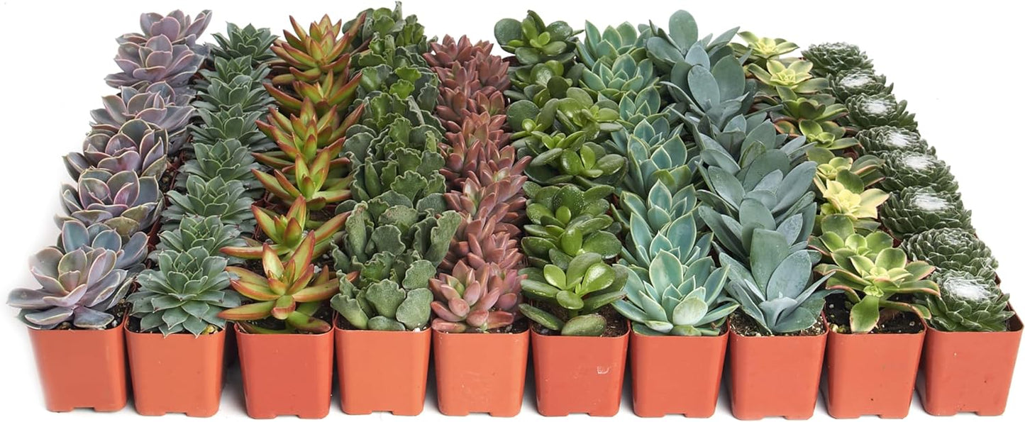 Assorted Mini Succulent Collection