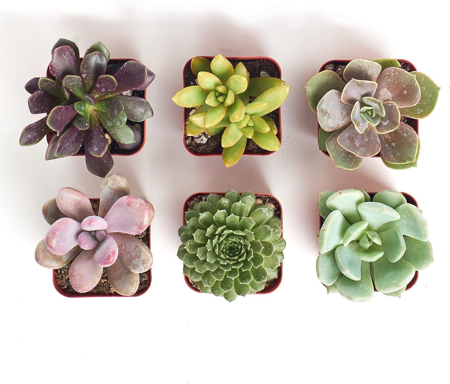 amazon mini succulent pots Shop Succulents Unique Succulent Plant Pack Collection - Live Mini Succulent Plants, Low Maintenance, Exceptional Colors & Textures