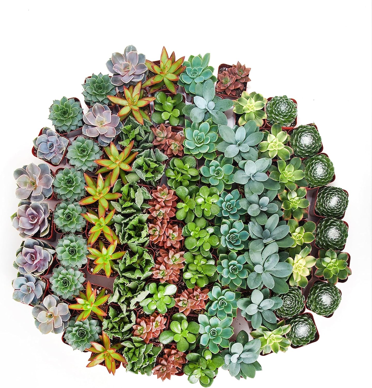 succulents direct Shop Succulents 2 in. Assorted Succulent (Collection of 40)