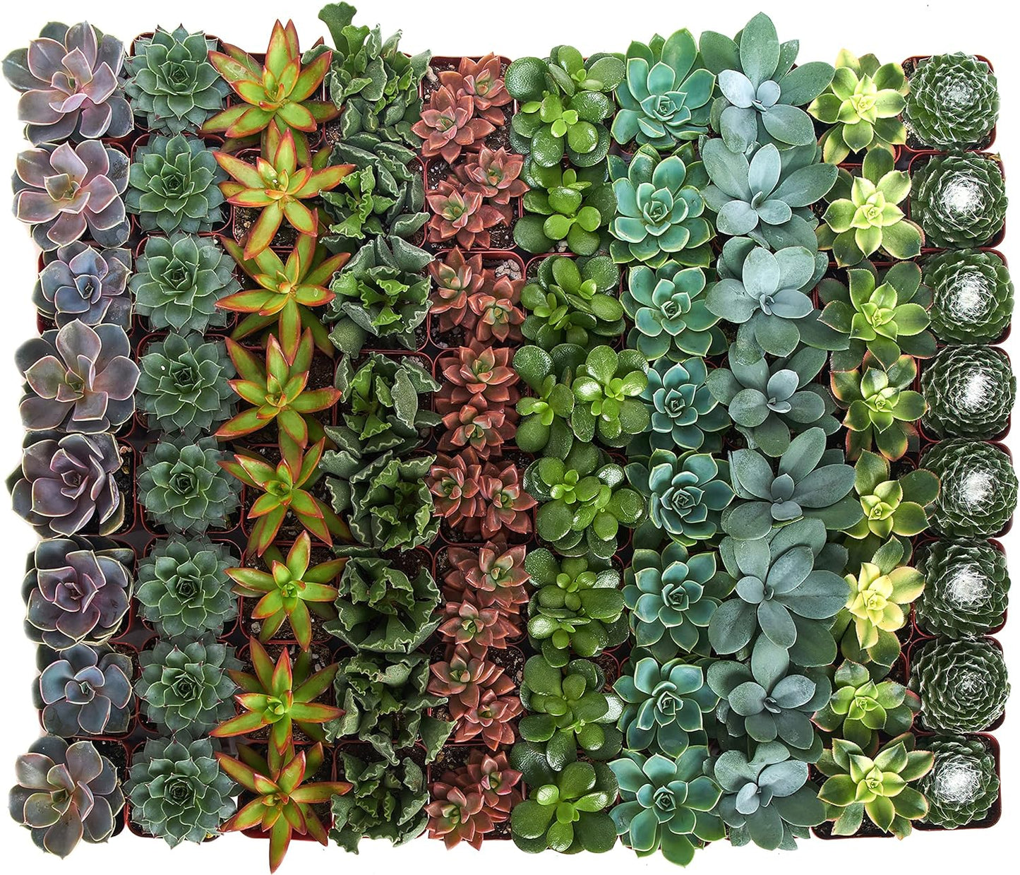 Assorted Mini Succulent Collection