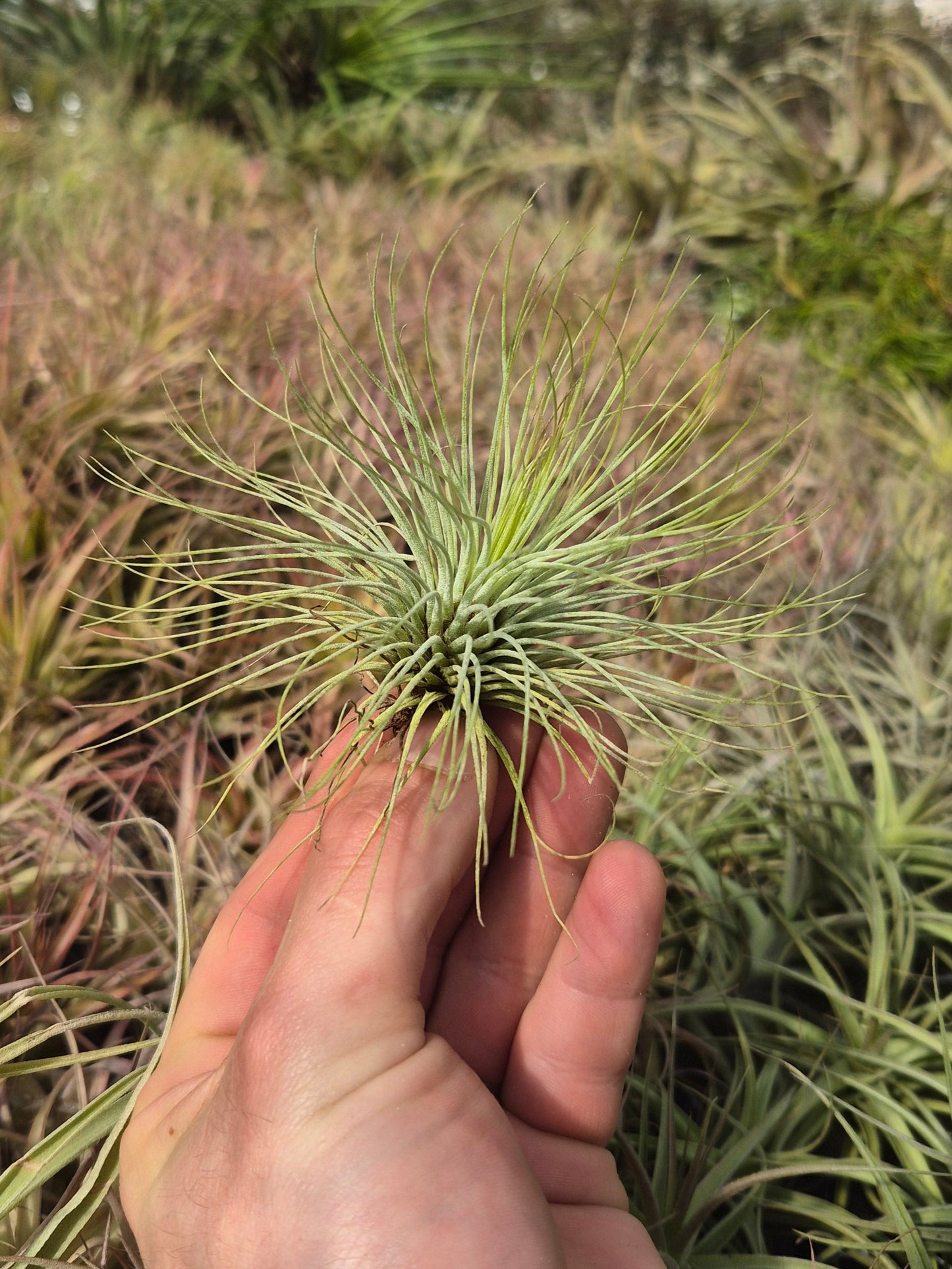 Tillandsia Andreana