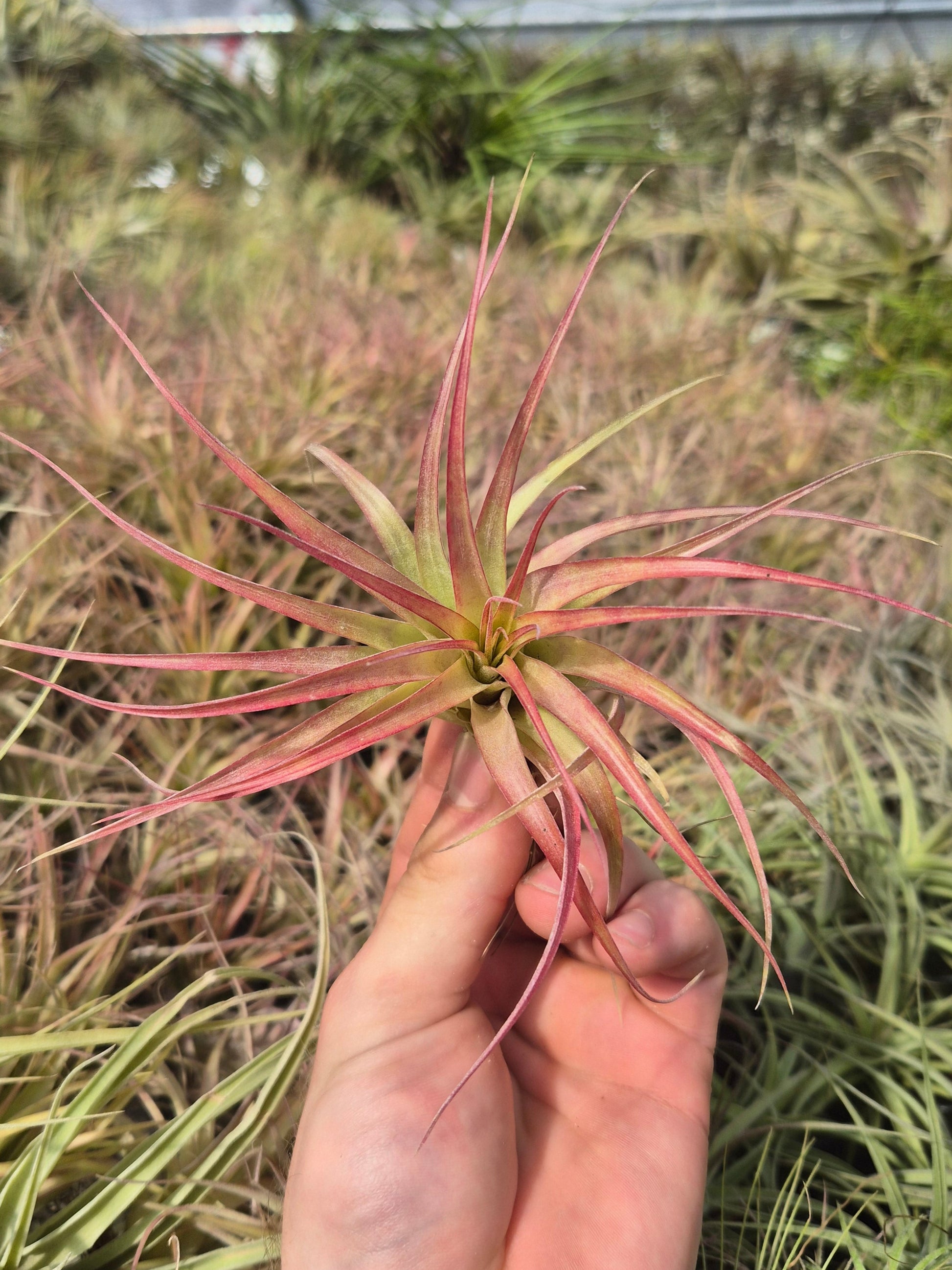 brachycaulos air plant Tillandsia Brachycaulos