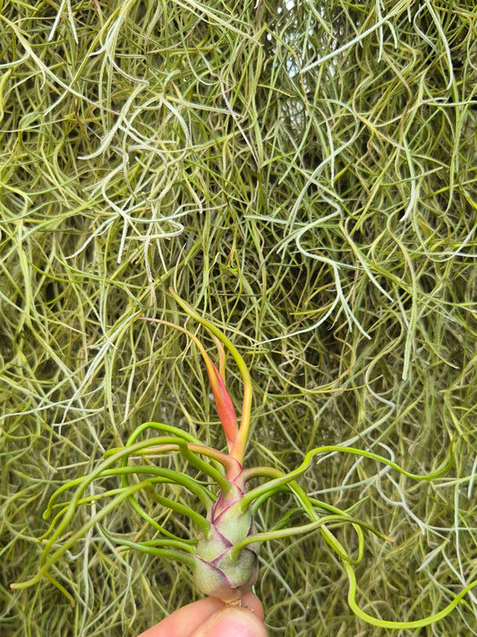 Tillandsia Bulbosa