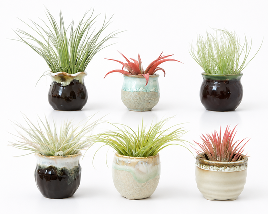 Set of small potted plants with varying pot designs on a white background

