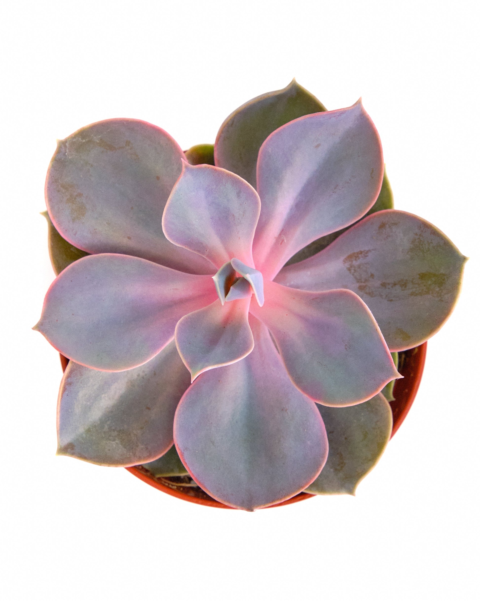 echeveria air plant Echeveria 'Perle Von Nurnberg' – Air Plant Direct