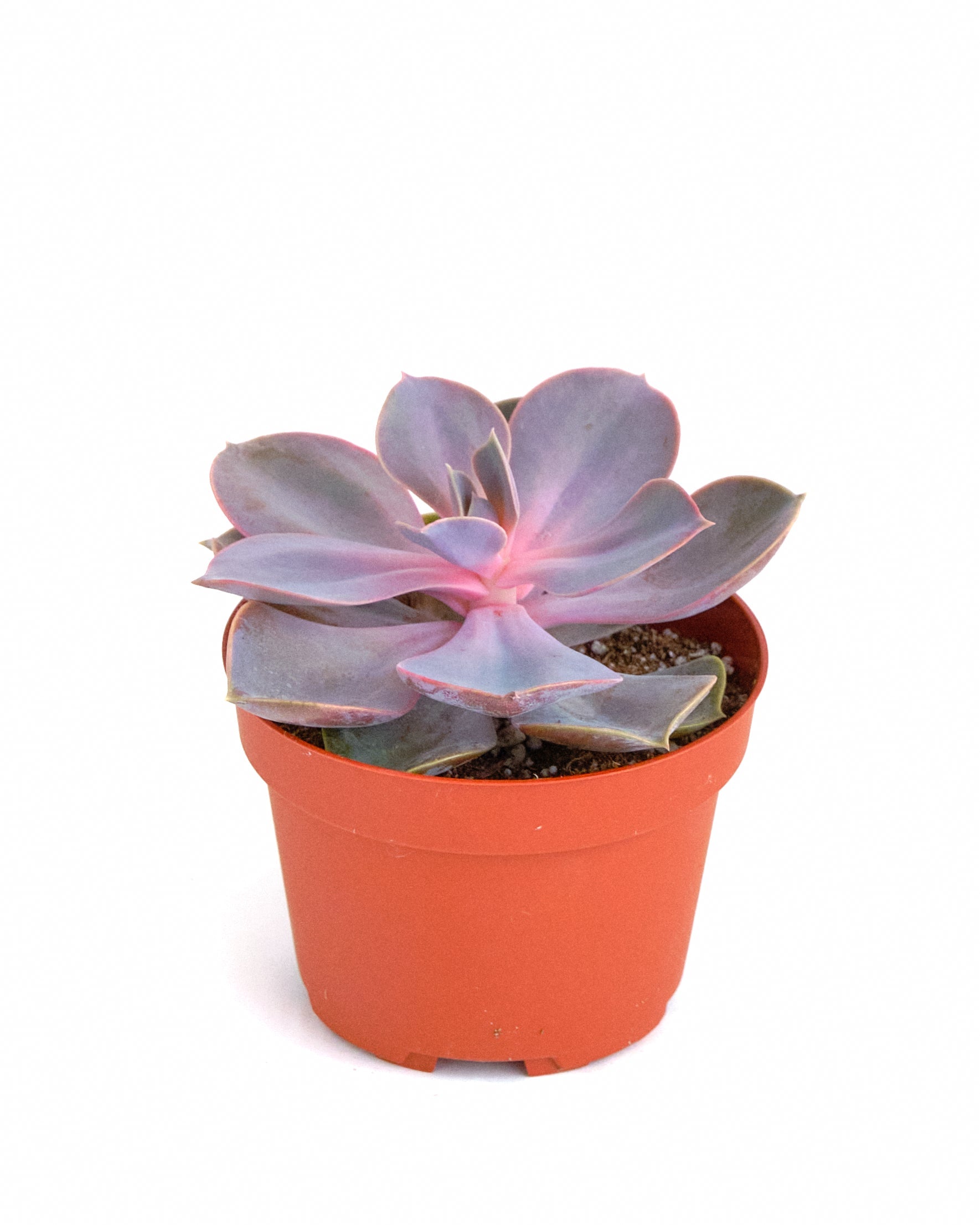 echeveria air plant Echeveria 'Perle Von Nurnberg'