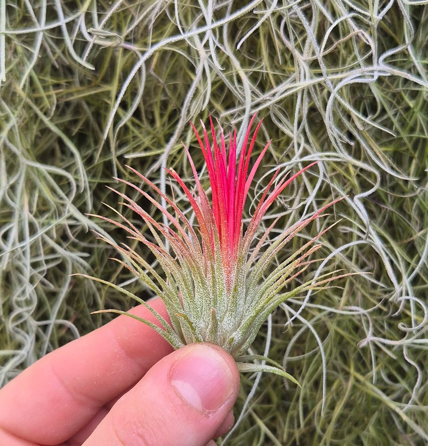 Tillandsia Ionantha Fuego