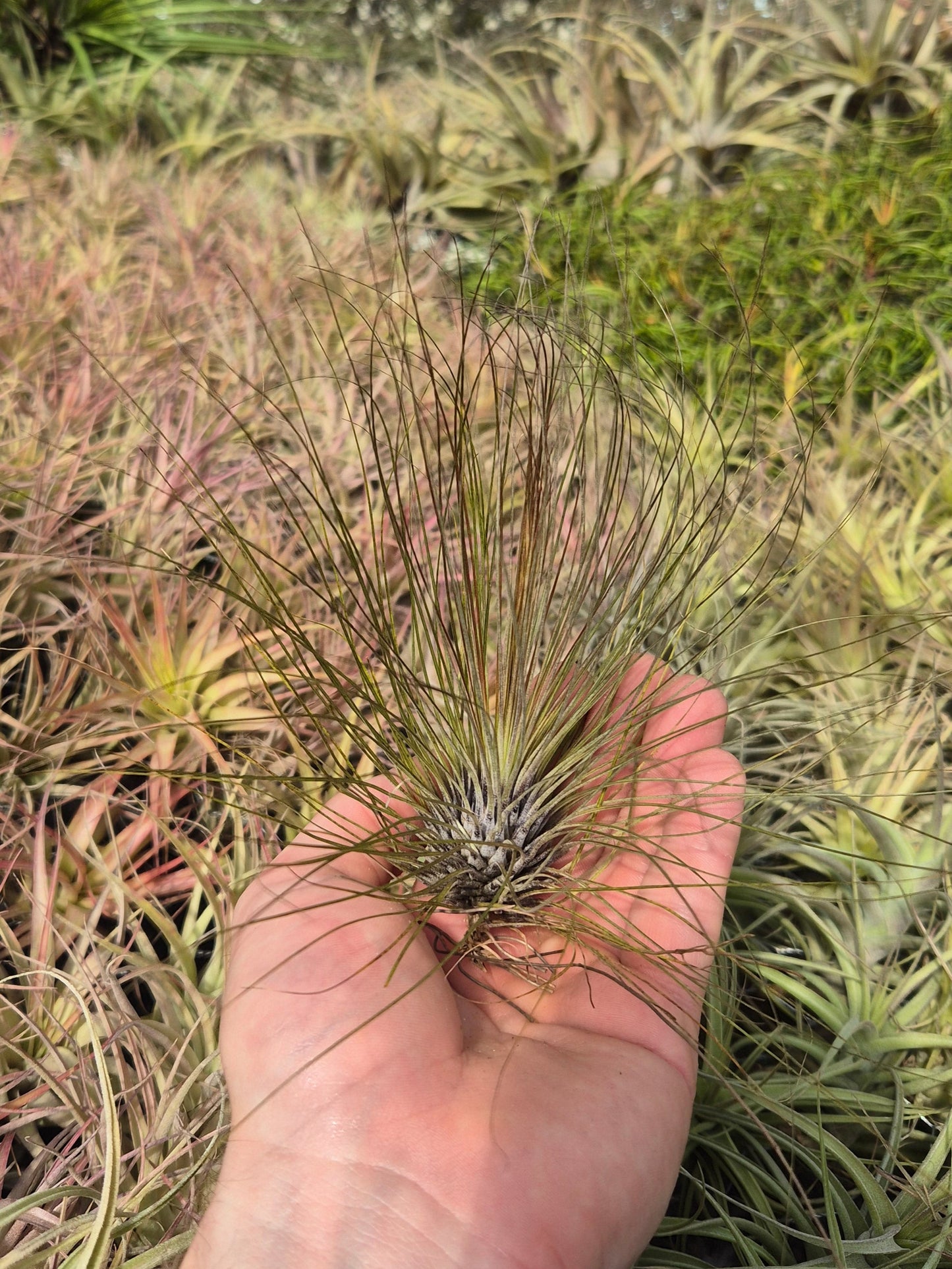 Tillandsia Filfolia