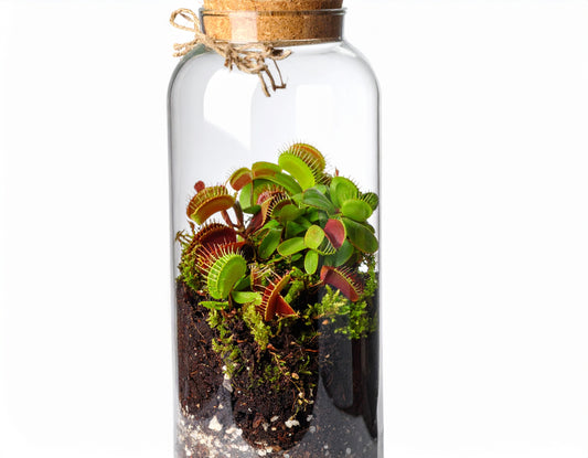 DIY Carnivorous Plant Terrarium Kit | DIY Terrarium | Carnivorous Plant Bog Garden