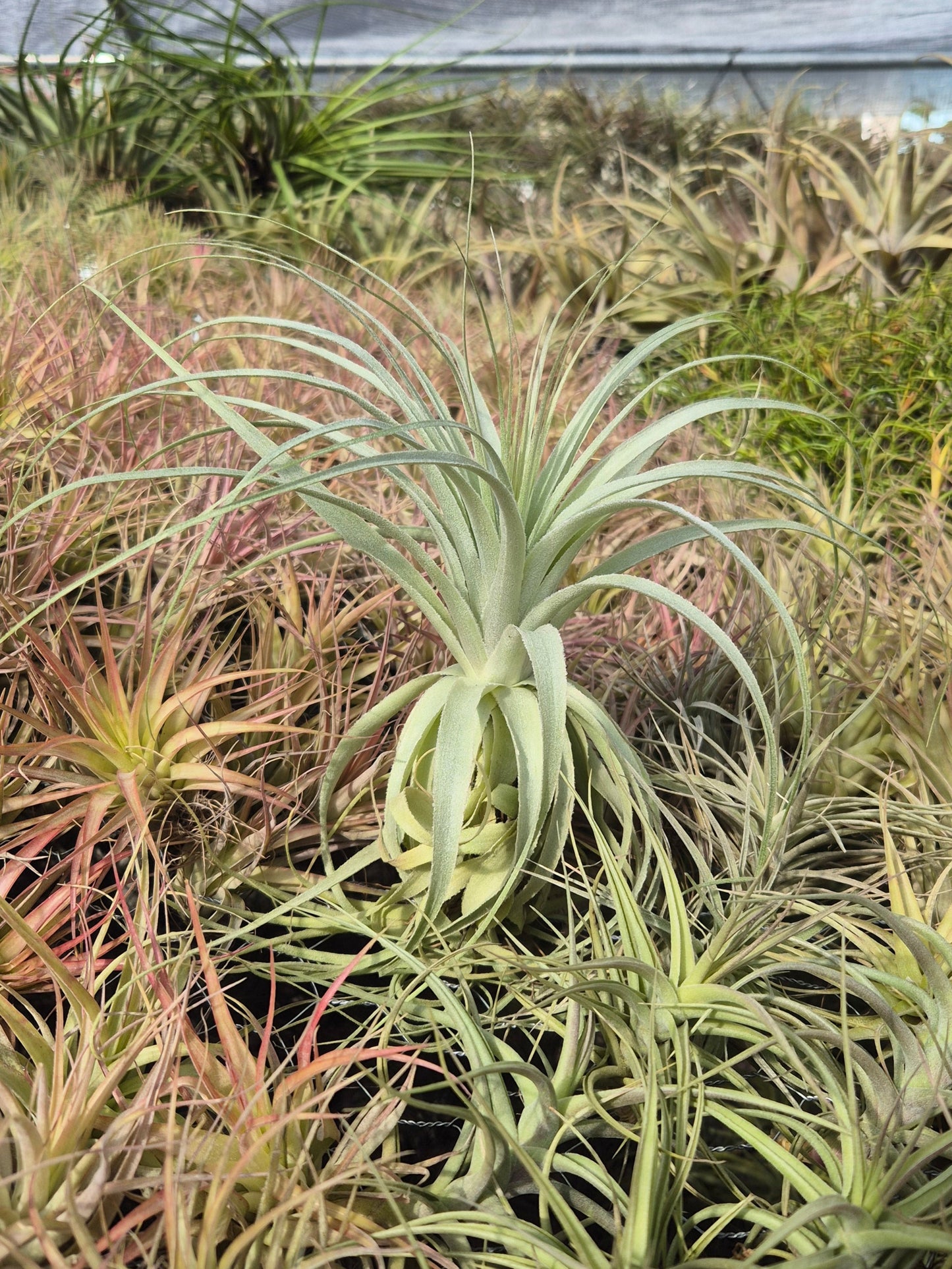 Tillandsia Gardneri Specimen