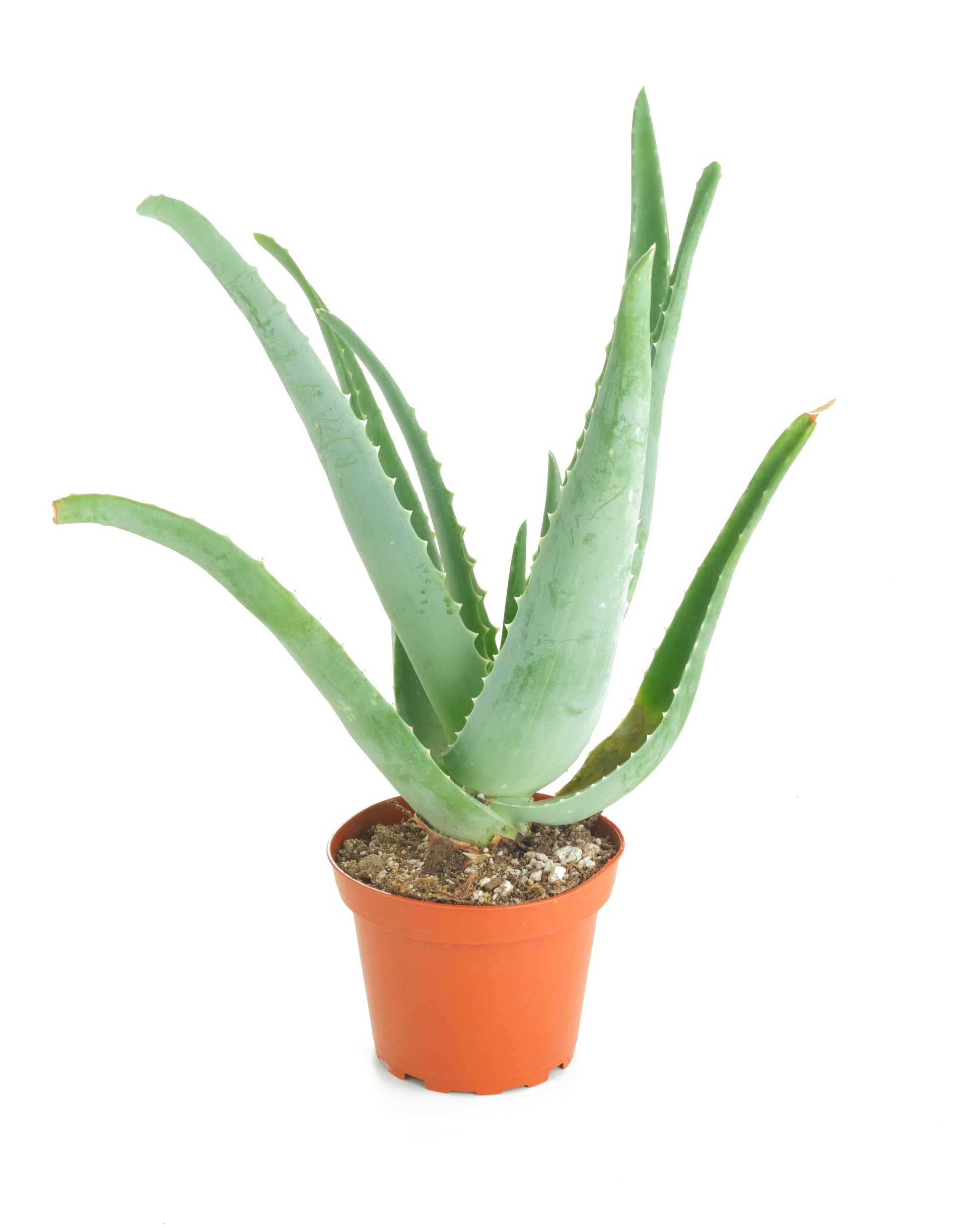 aloe vera air plant Aloe Vera Plant