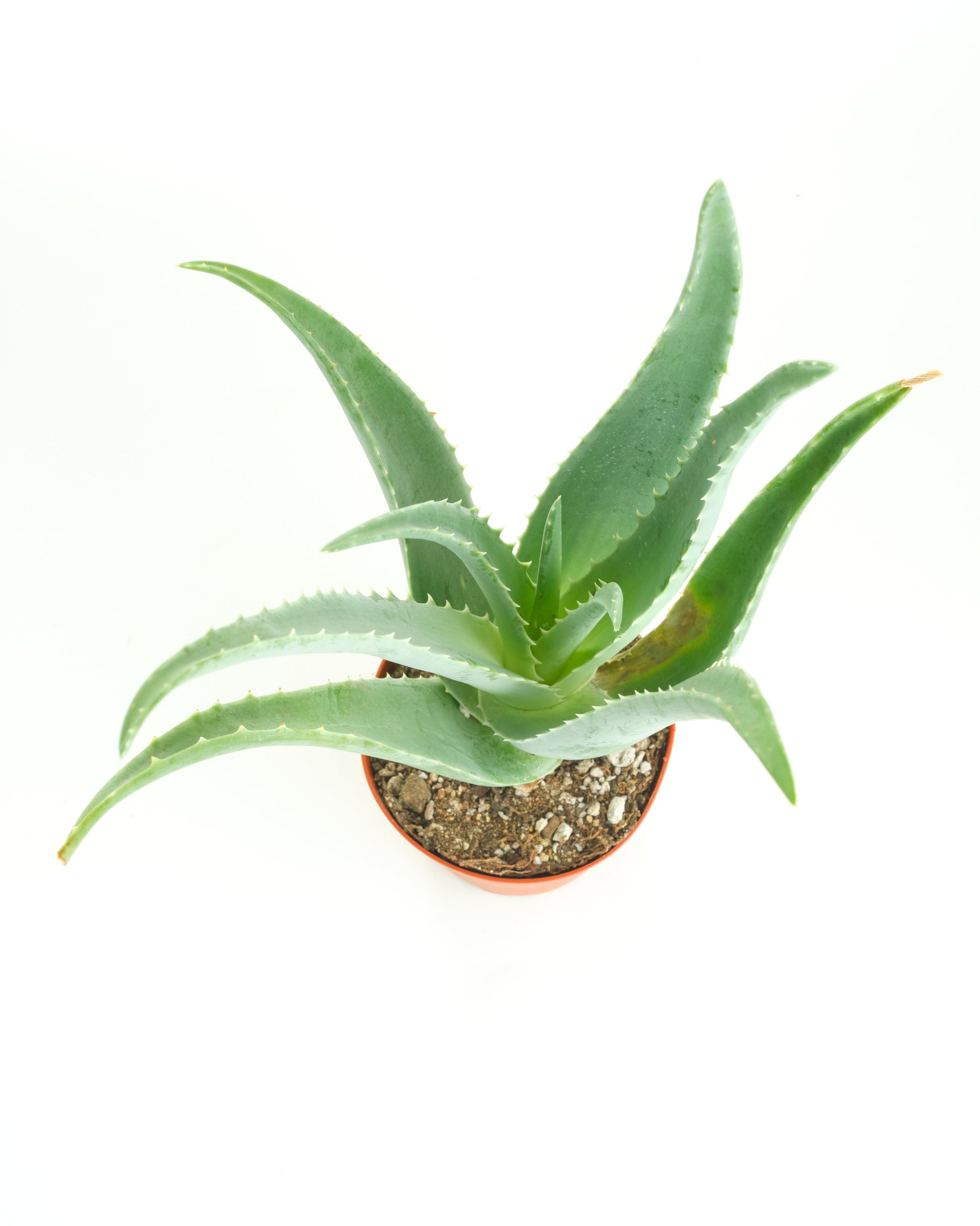 is aloe vera an air plant Aloe Vera Plant