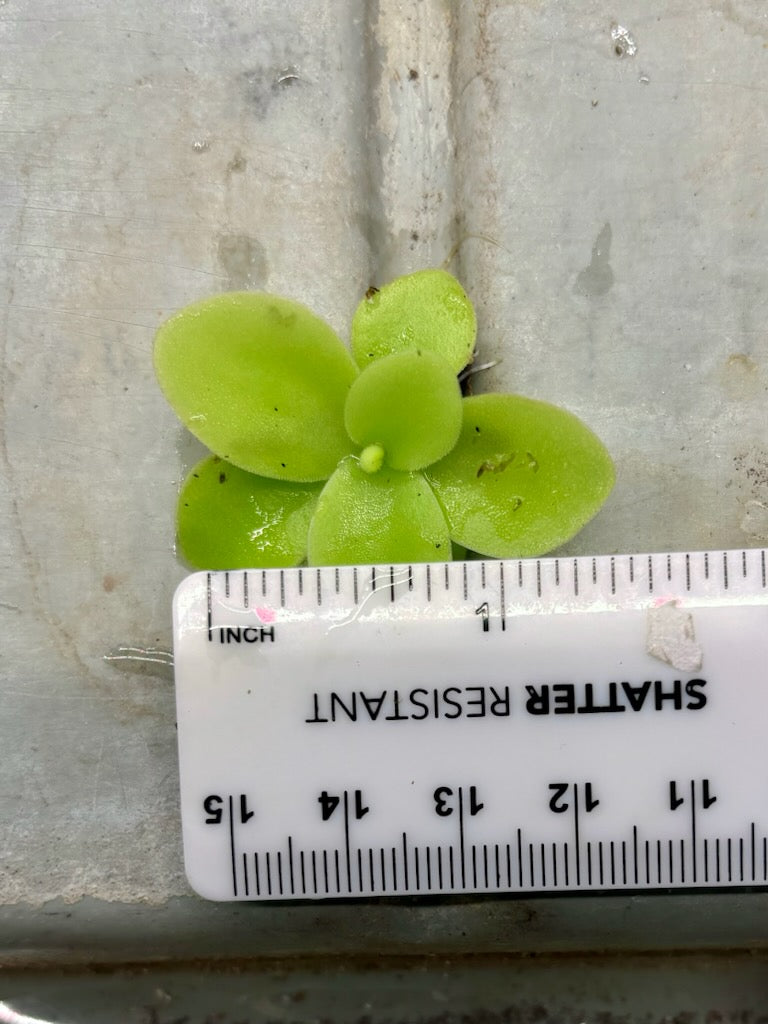 Pinguicula Gigantea - Carnivorous Plant Giant Butterwort