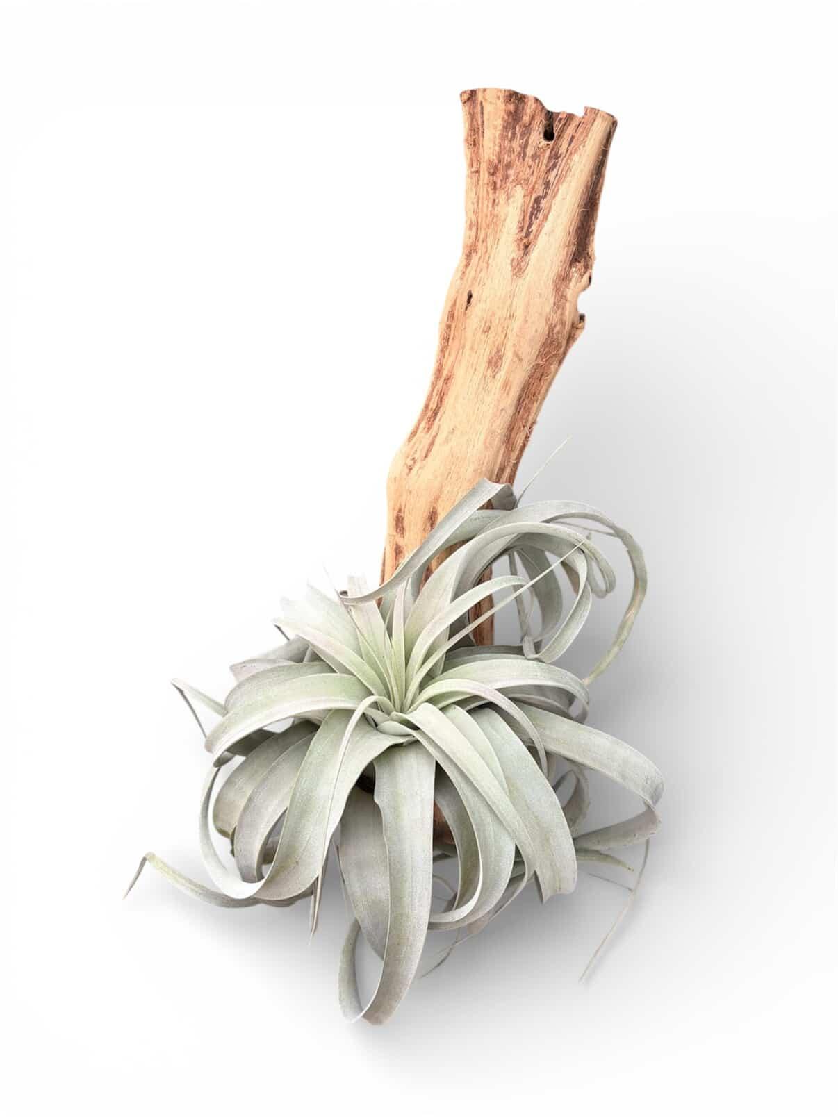 Tillandsia Xerographica on Grape Wood Hanging Mount | Air Plant Display