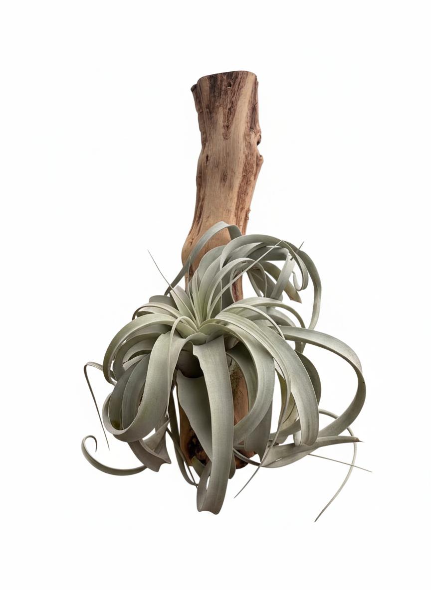 Tillandsia Xerographica on Grape Wood Hanging Mount | Air Plant Display
