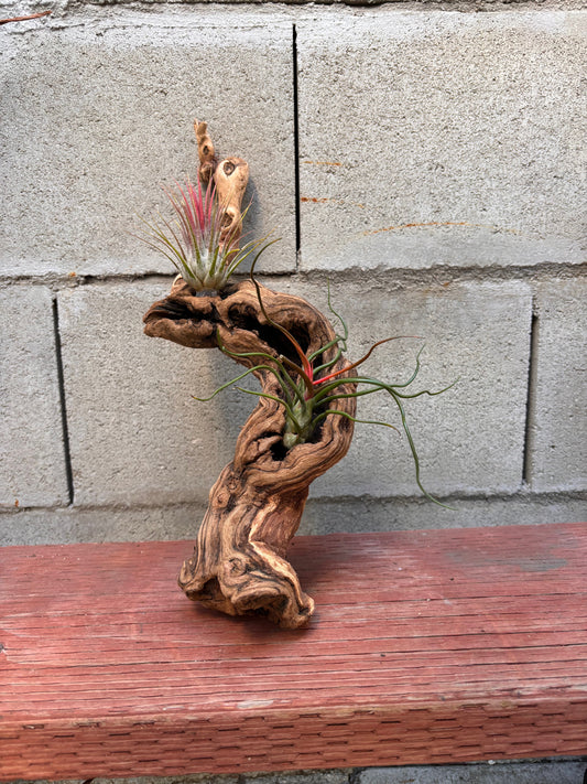 Mounted Tillandsia on Grapewood Hanging