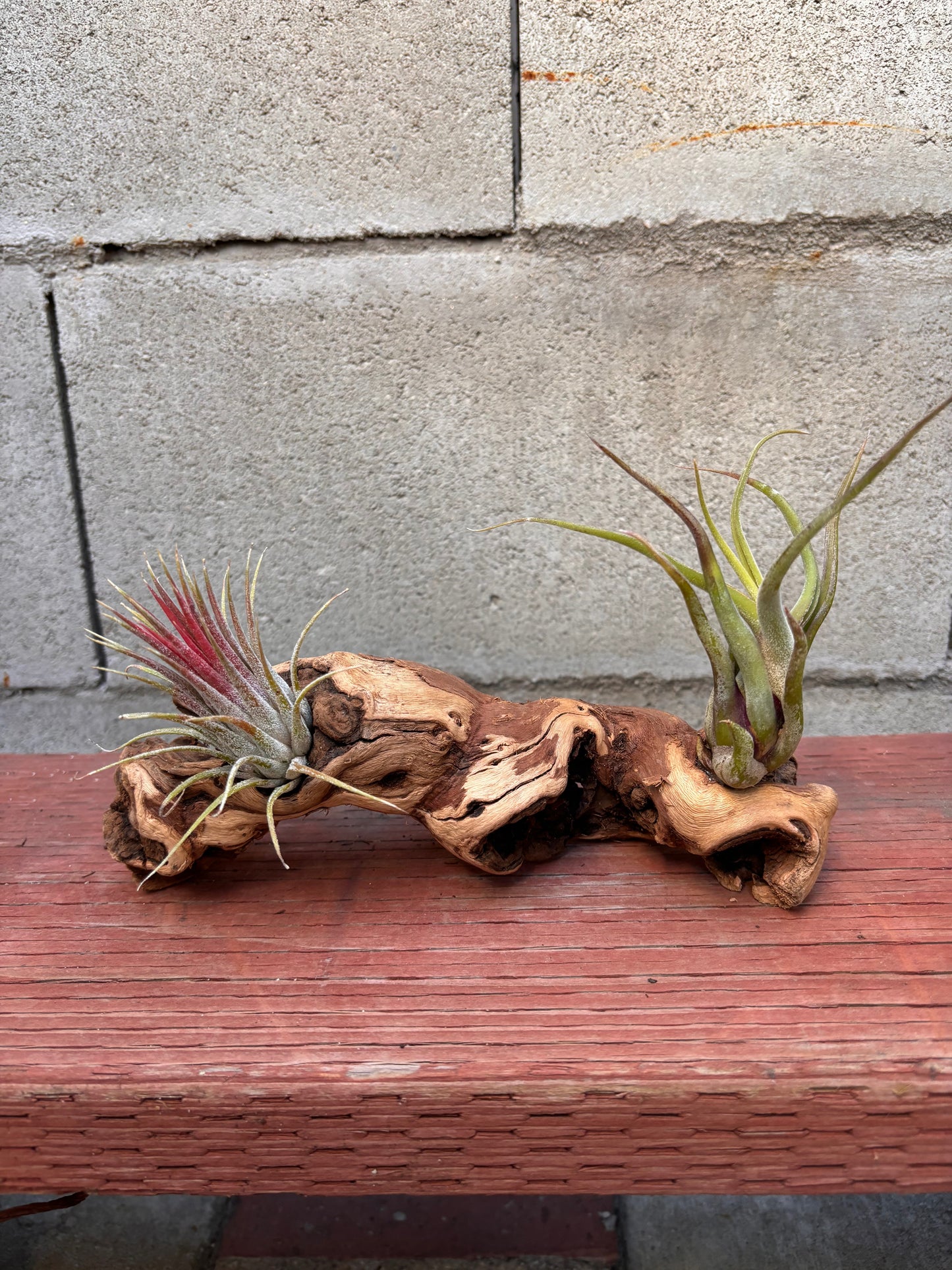 Mounted Tillandsia on Grapewood Sitting