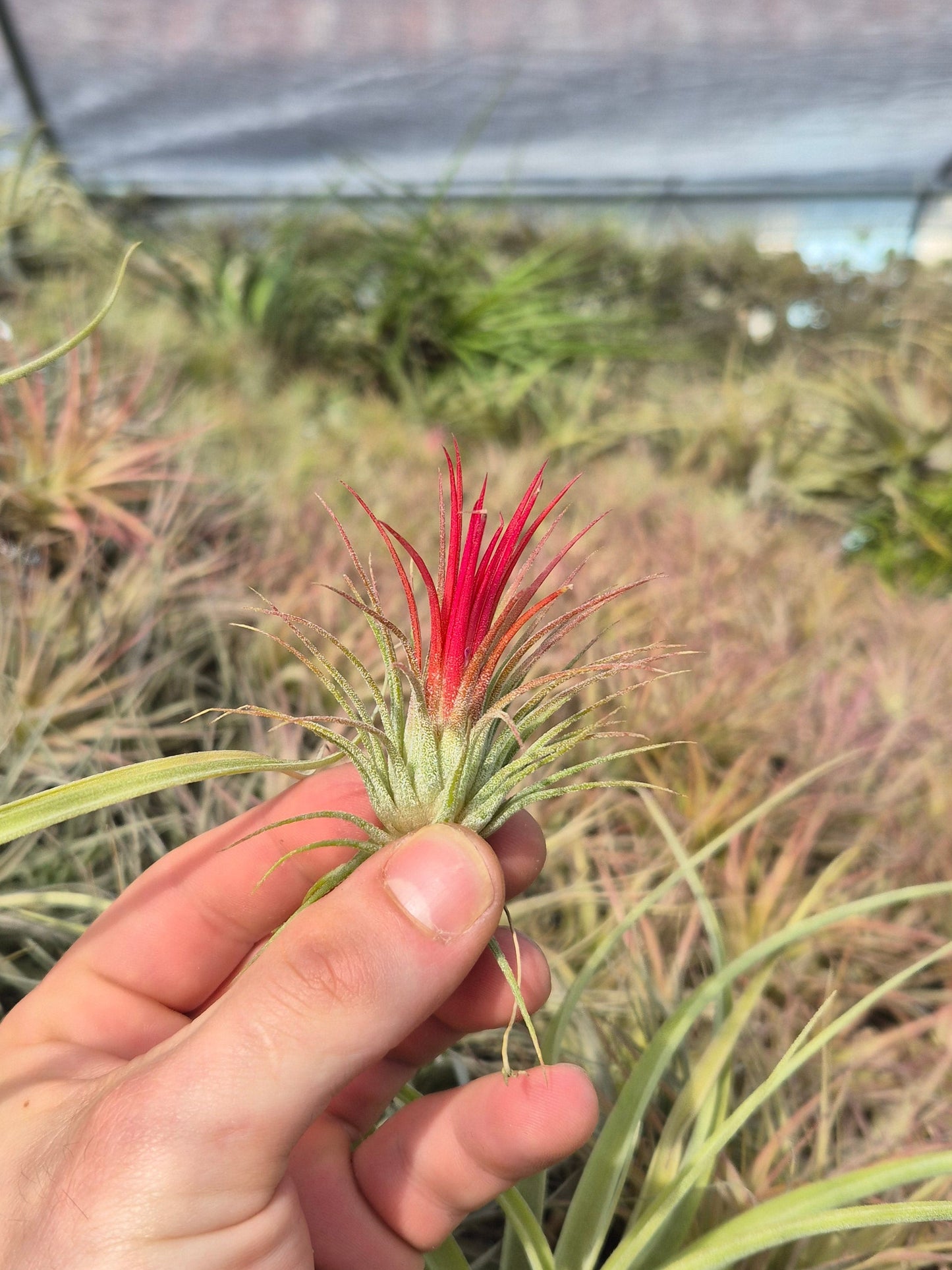 Tillandsia Ionantha Fuego