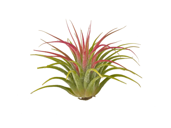 Tillandsia Ionantha Guatemala Air Plant