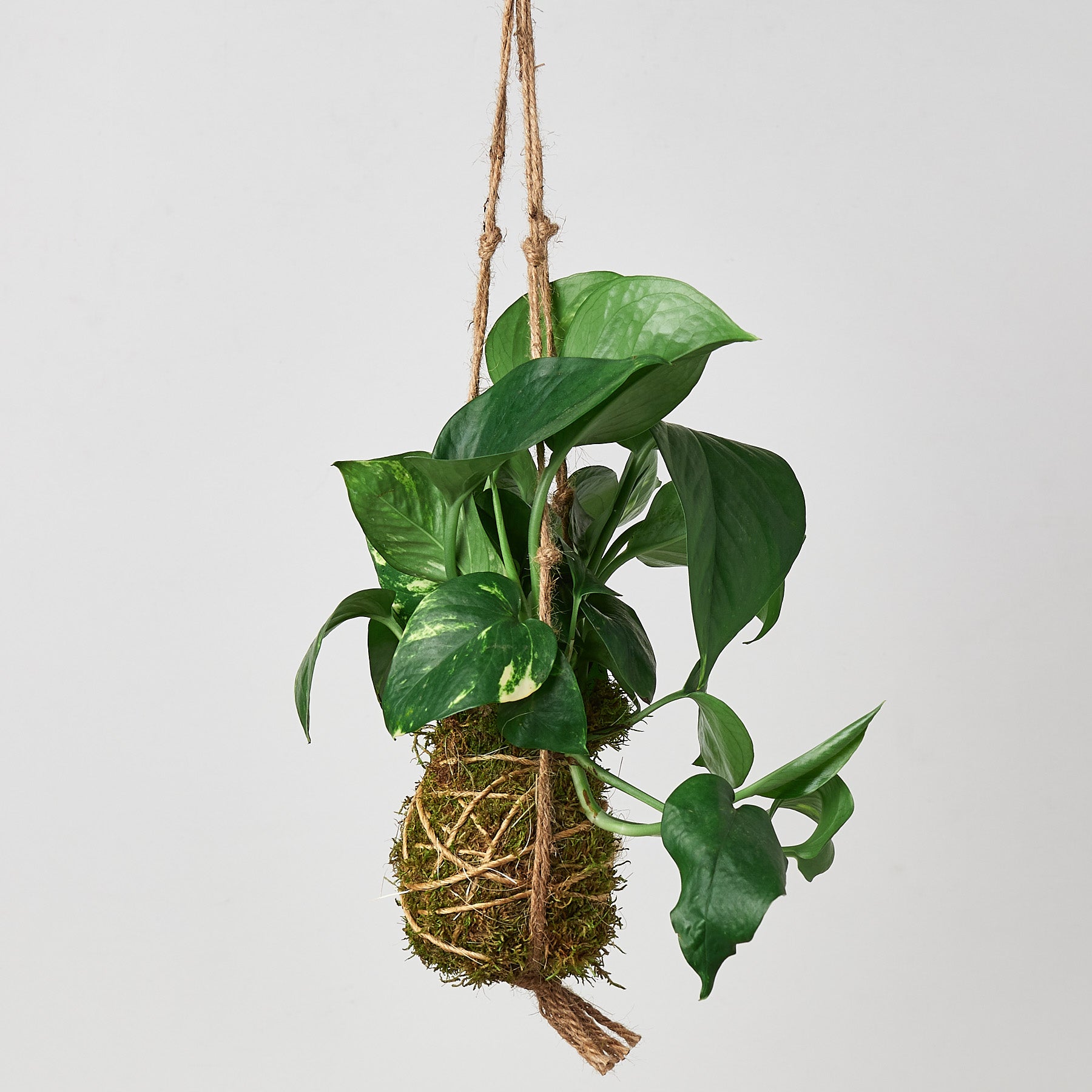 kokedama air plant Kokedama Moss Ball Hanging Plant
