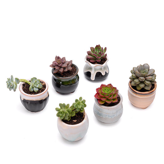 Cute Small Ceramic Planters with Air Plants – Mini Decorative Pots – Modern Home & Office Décor