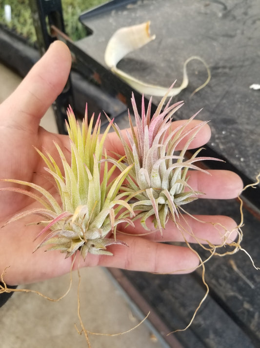 10 pack Tillandsia Ionantha Rubra air plant 10 pack sale