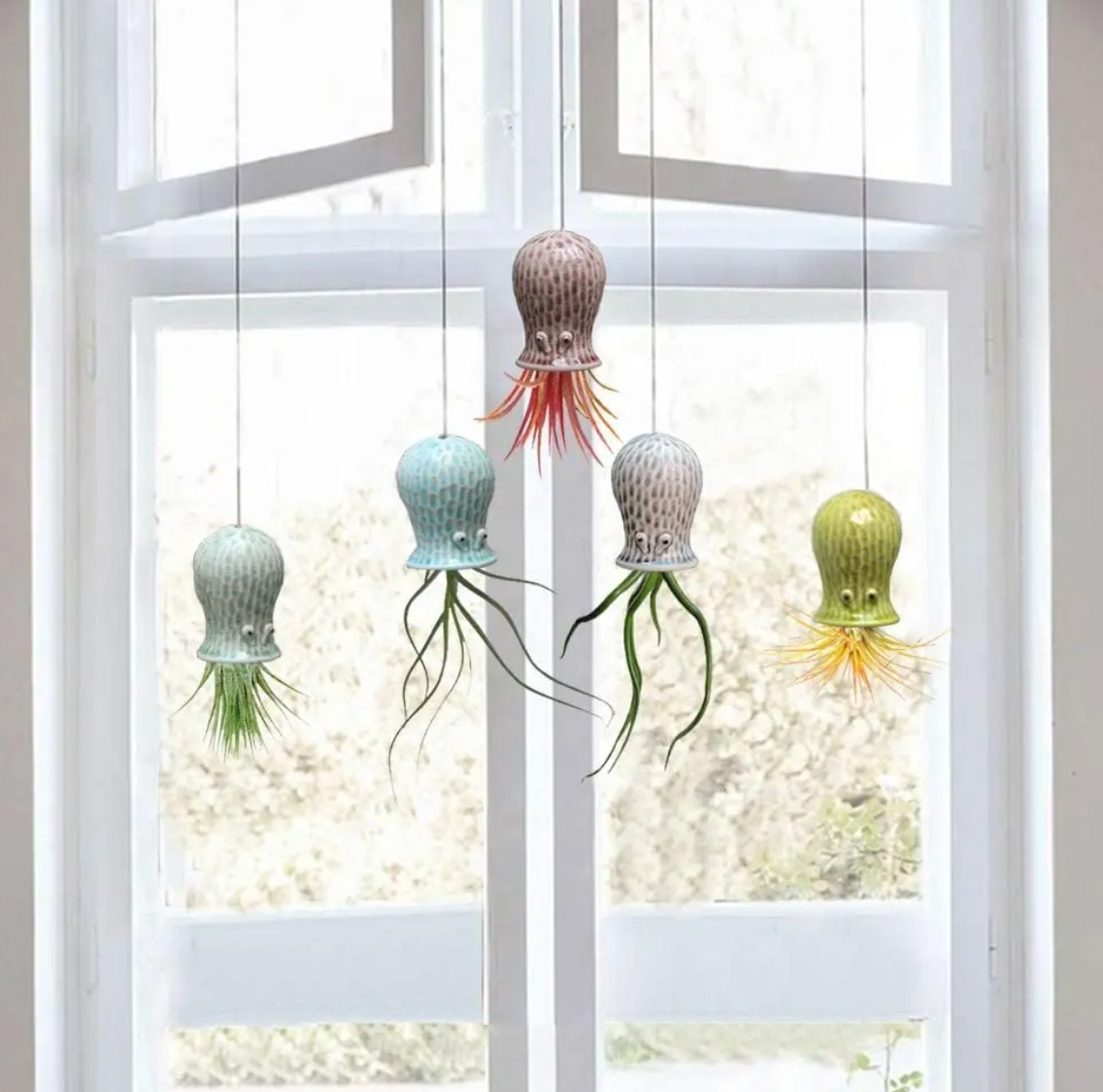 hanging jellyfish air plant Hanging Air Plant Buddies – Air Plant Direct