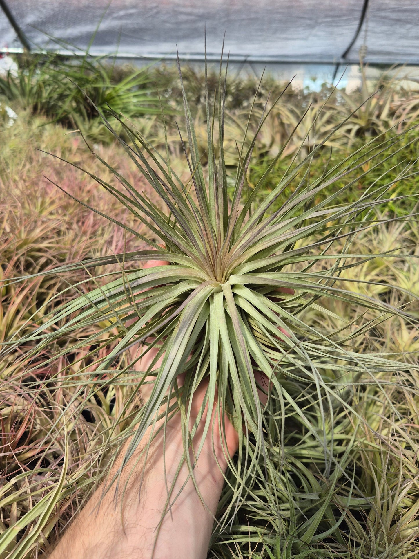 Tillandsia Stricta Cotton Candy