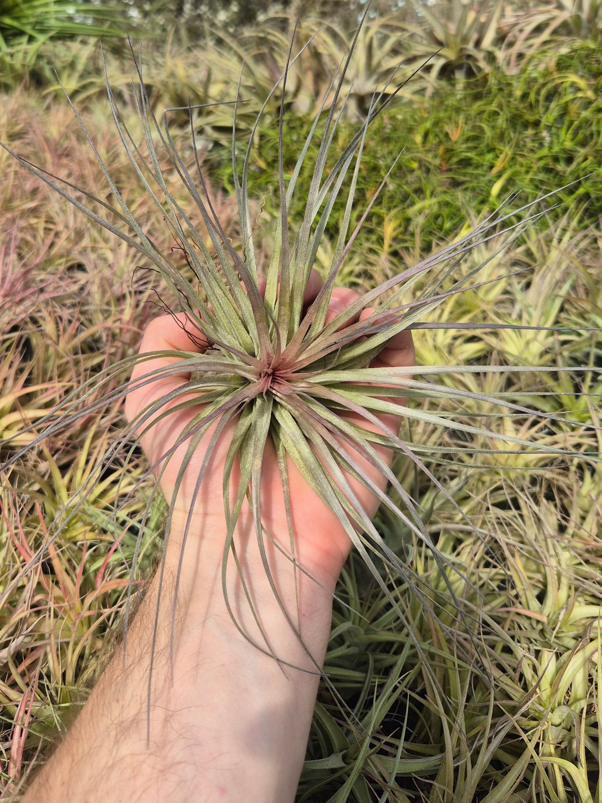 cotton candy air plant Tillandsia Stricta Cotton Candy – Air Plant Direct