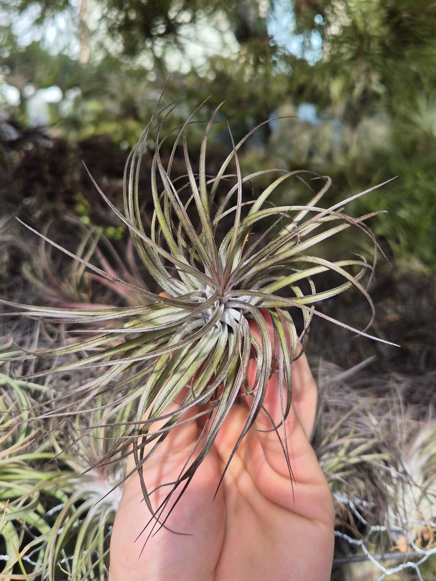 stricta air plant care Tillandsia Stricta Midnight – Air Plant Direct