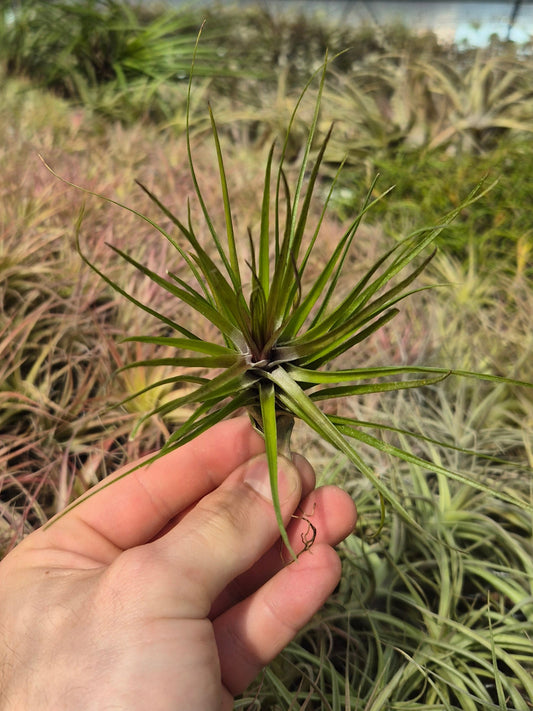 Tillandsia Tenuifolia Emerald Forest' 'Red'