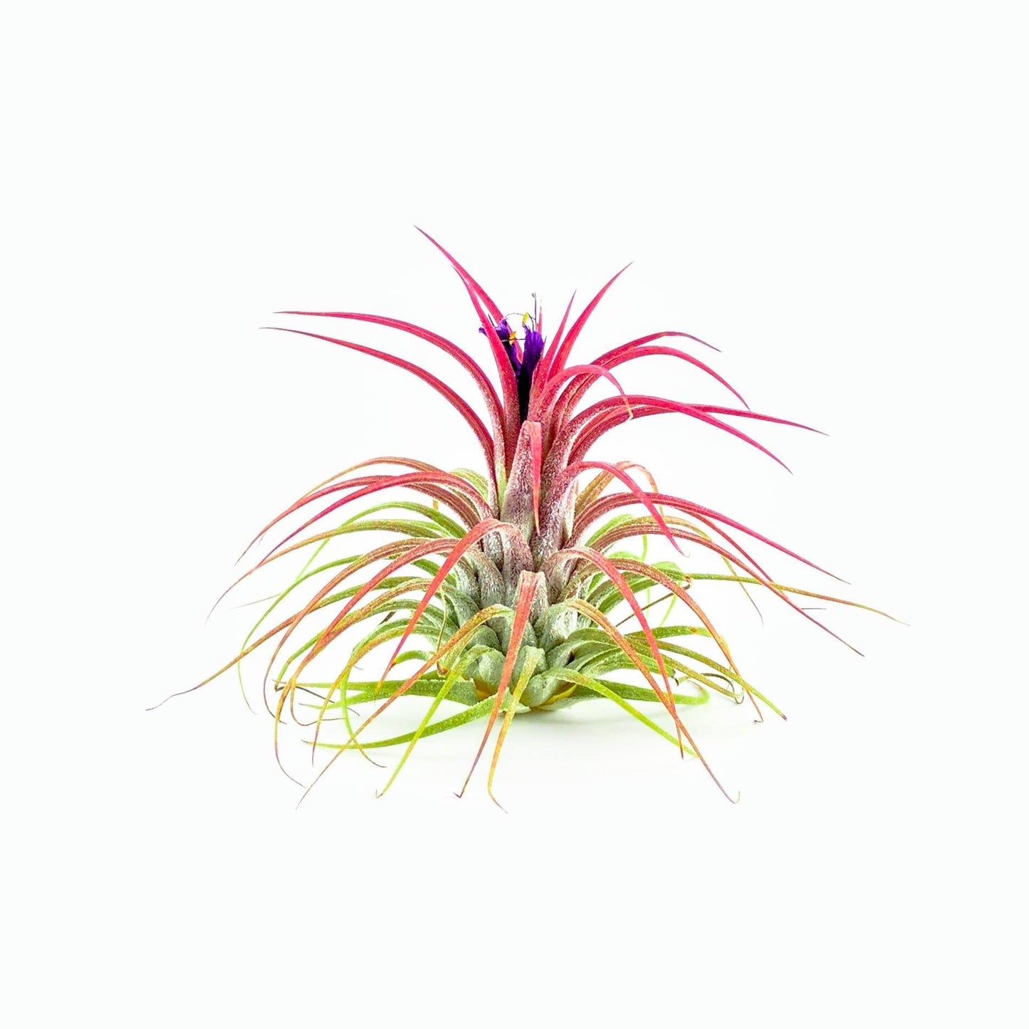 Tillandsia Ionantha Guatemala Air Plant