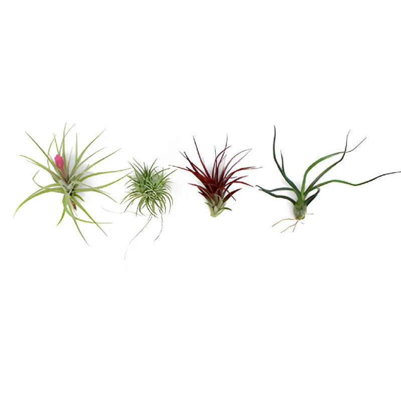 Tillandsia Air plant pack 10, 15, 25.