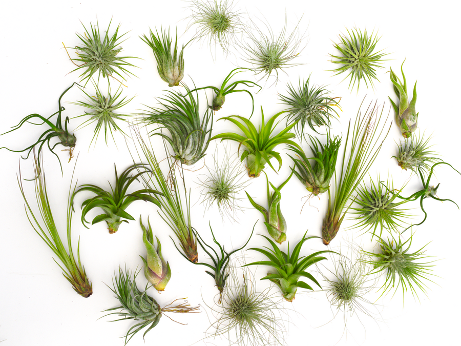 Tillandsia Air plant pack 10, 15, 25.