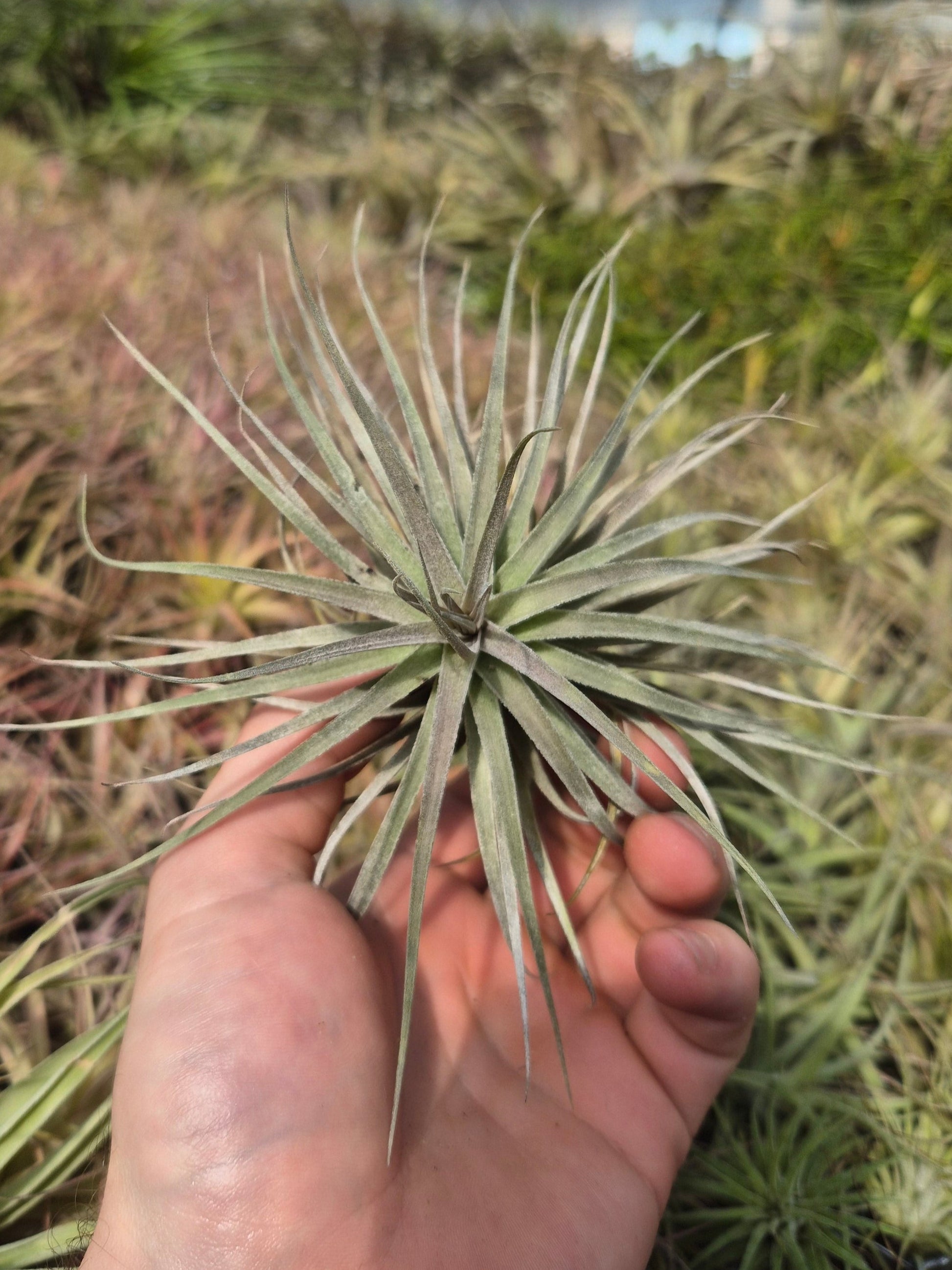bergeri air plant Tillandsia Bergeri