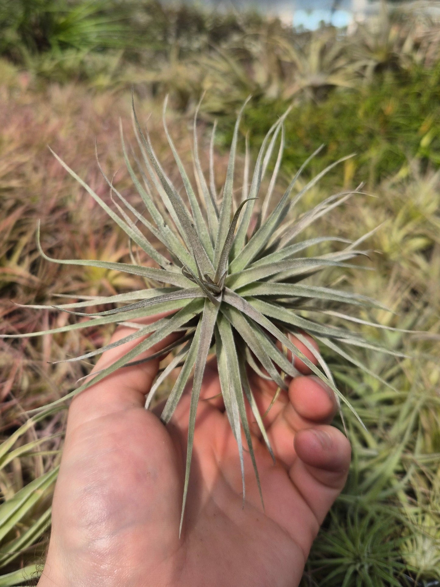 Tillandsia Bergeri