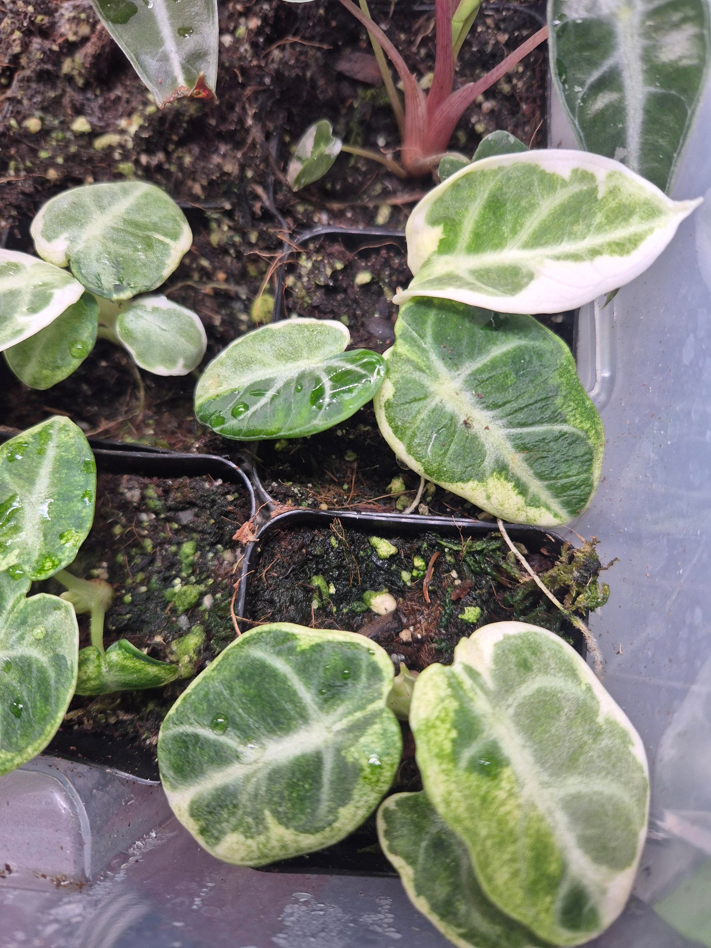 Variegate Alocasia Black Velvet