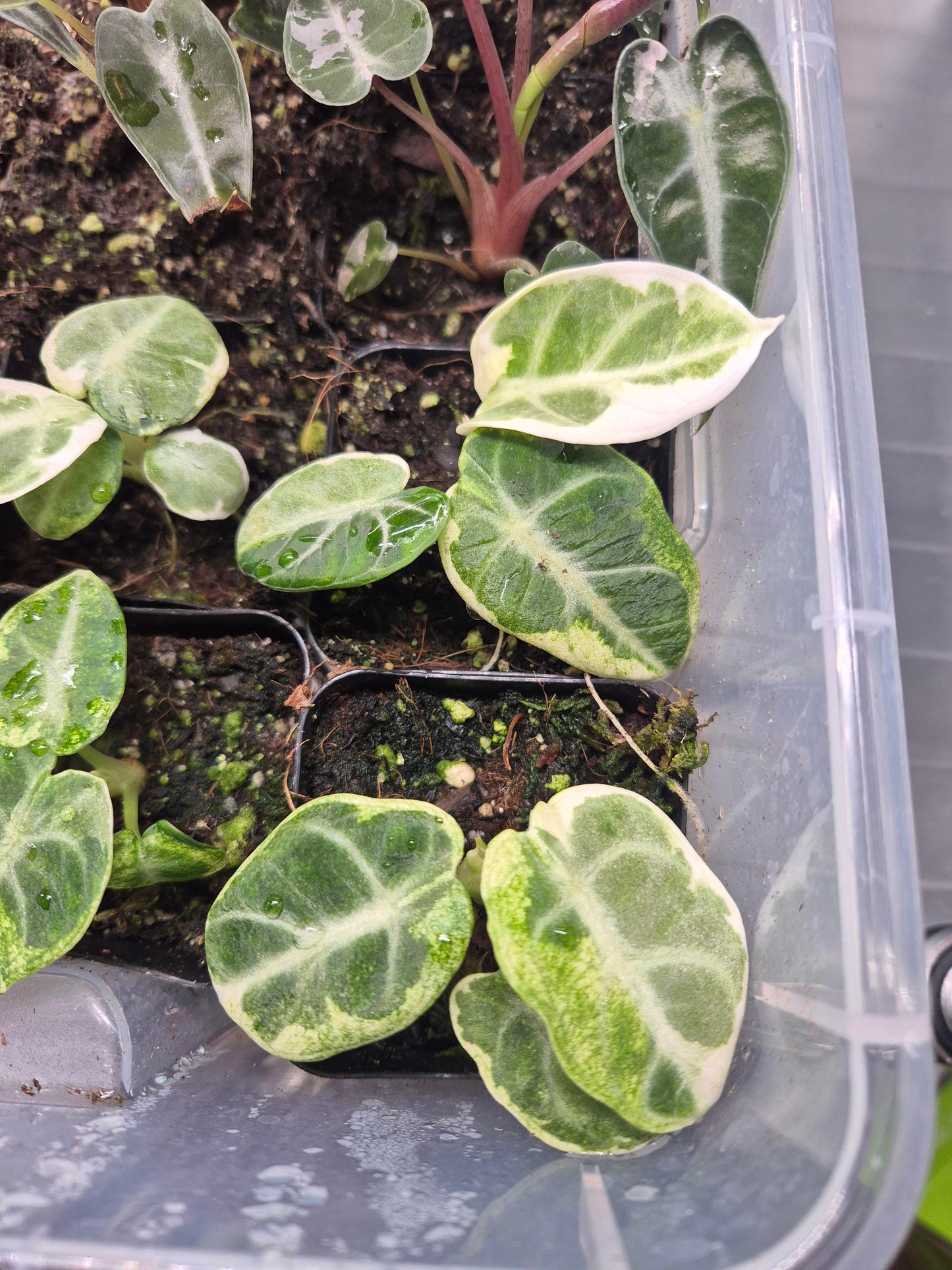 Variegate Alocasia Black Velvet