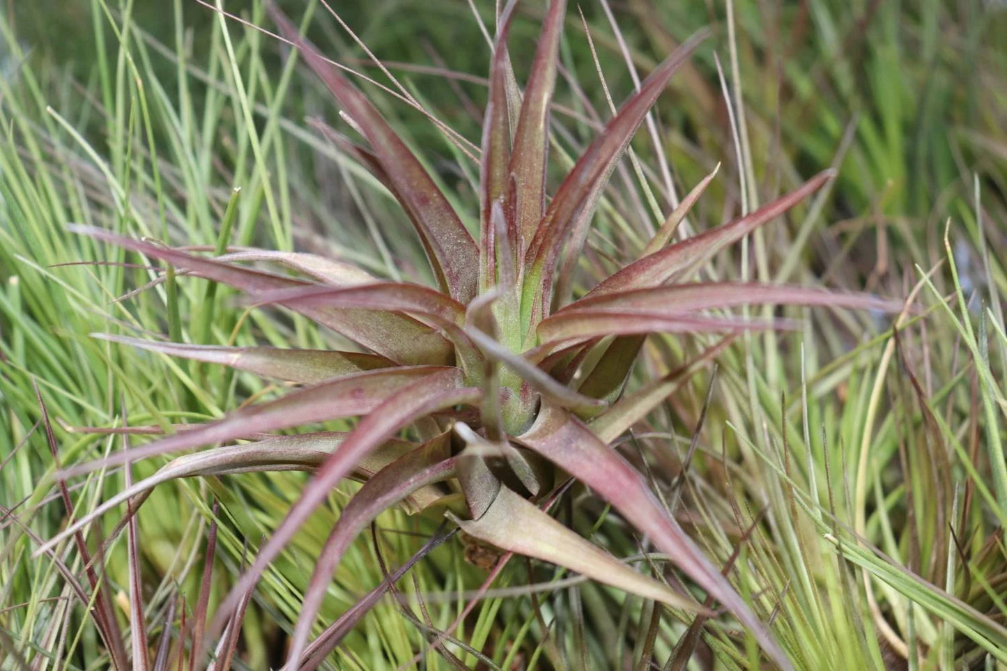 Tillandsia Brachycaulos