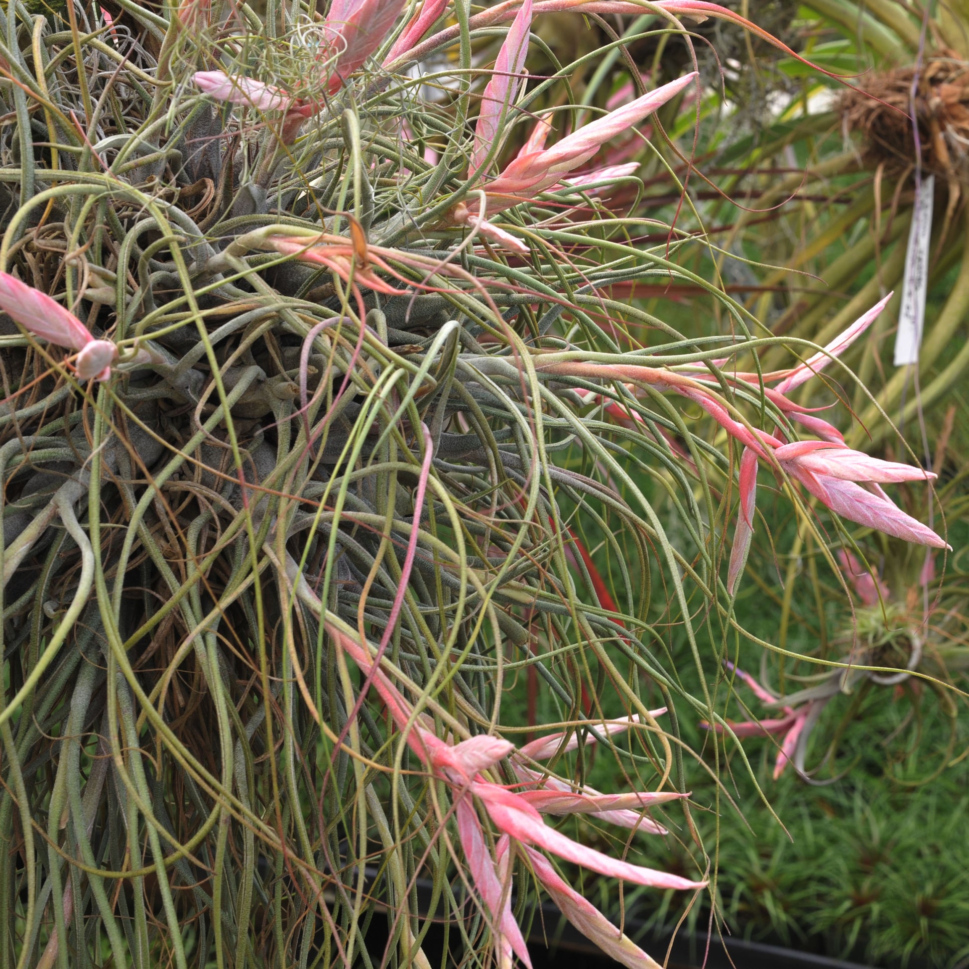 air plant butzii Tillandsia Butzii Air plant – Air Plant Direct