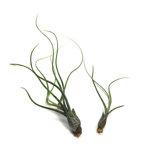 Tillandsia Butzii Air plant