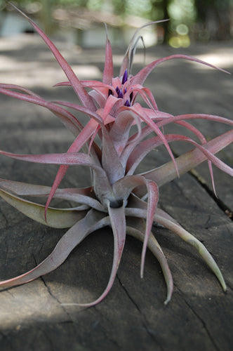 Tillandsia Capitata Peach