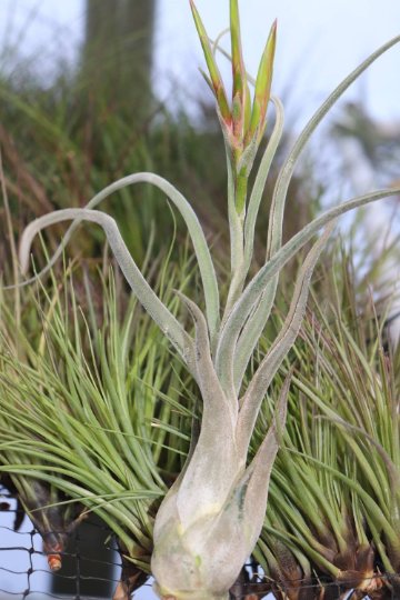 air plant medusae Tillandsia Caput Medusae – Air Plant Direct